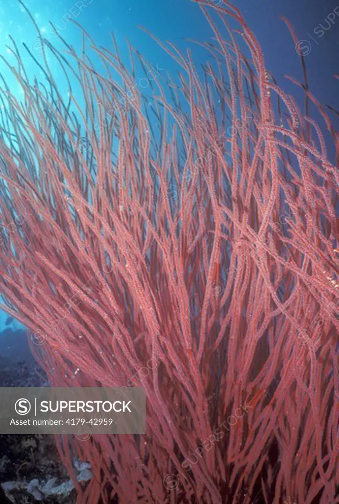 Crimson Sea Whip (Junceella gemmacea) Palau