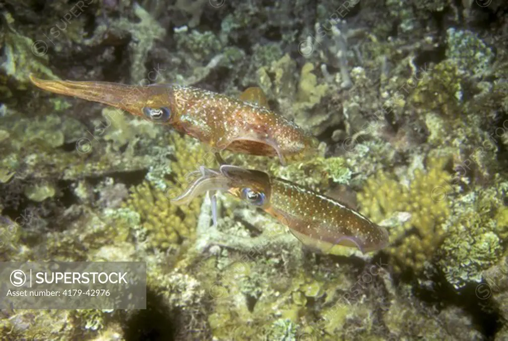 Reef Squid Pair (Sepioteuthis sepioidea) Roatan, Honduras