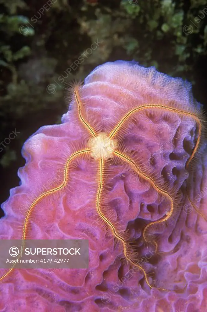 Spiny Brittle Star (Ophiothrix suensoni) Roatan Honduras