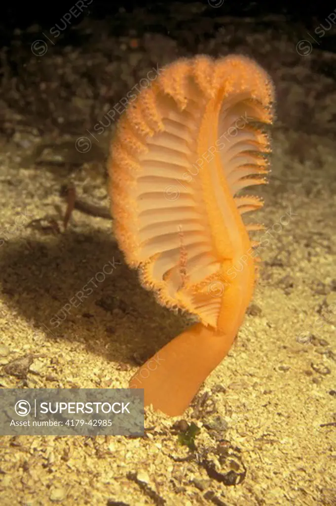 Orange Sea Pen (Ptilosarcus gurneyi) British Columbia