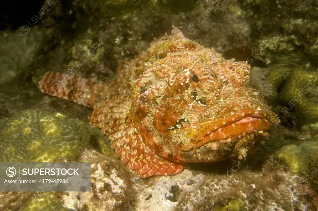 Spotted Scorpionfish (Scorpaena plumierei) Stetson Bank FGBNMS Texas