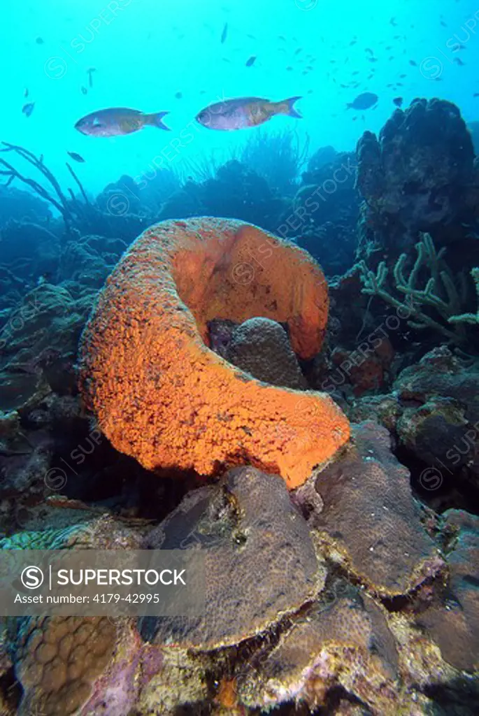 Orange Elephant Ear Sponge (Agelas clathrodes) Bonaire N.A.