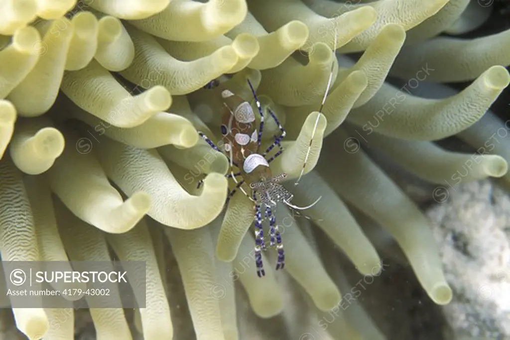 Spotted Cleaning Shrimp (Periclimenes yucatanicus) Bonaire, N.A.