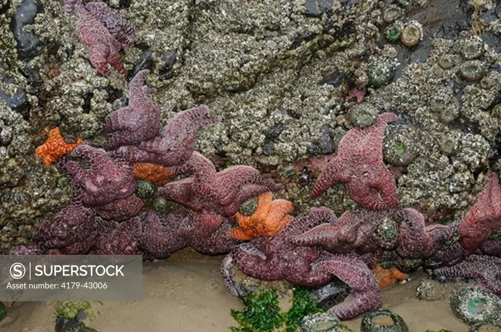 Ochre Sea Star (Pisaster ochraceus) Cannon Beach, Oregon