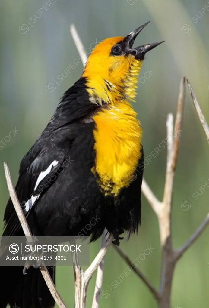 Yellow-headed Blackbird (Xanthocephalus xanthocephalus) Singing for a mate in the springtime Bear River MBR, Utah
