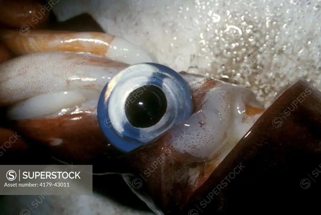 Emormous eye of Giant Squid (Dosidicus gigas) swim at night - Sea of Cortez Mexico