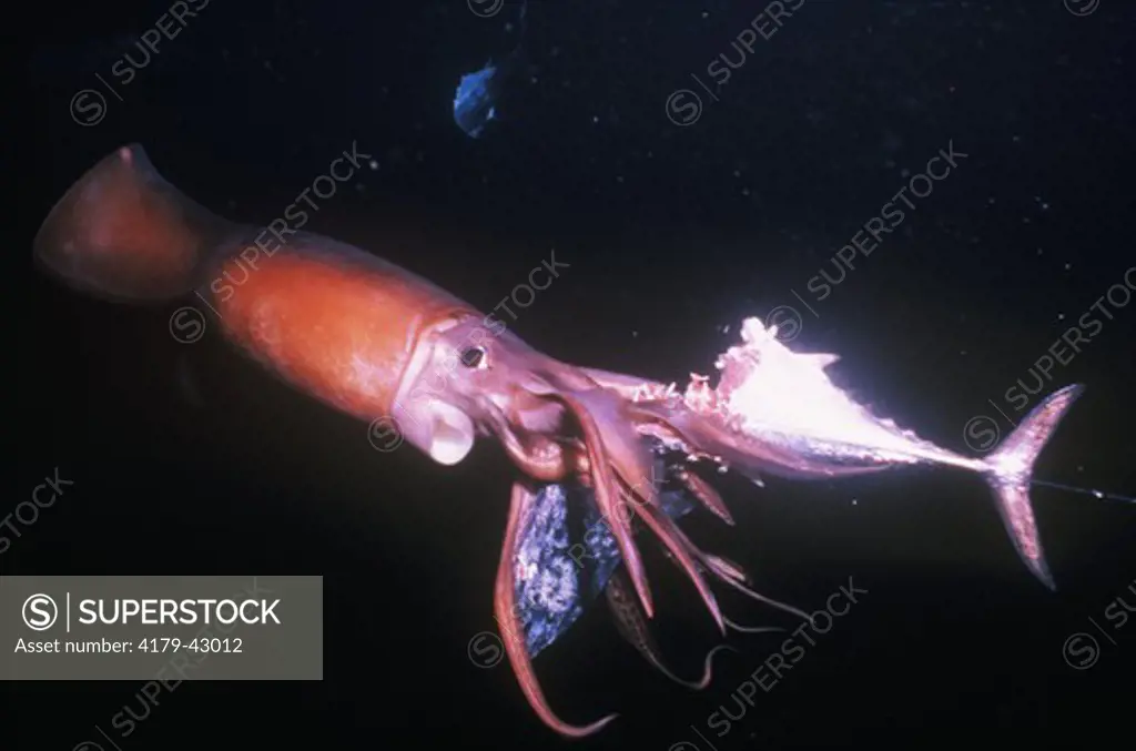 Giant Squid at night (Dosidicus gigas) Mexico Sea of Cortez - Sharp hooks