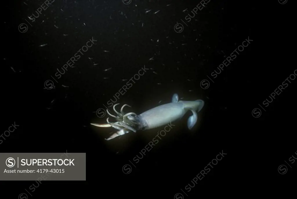 Giant Squid at night (Dosidicus gigas) Sea of Cortez - Mexico