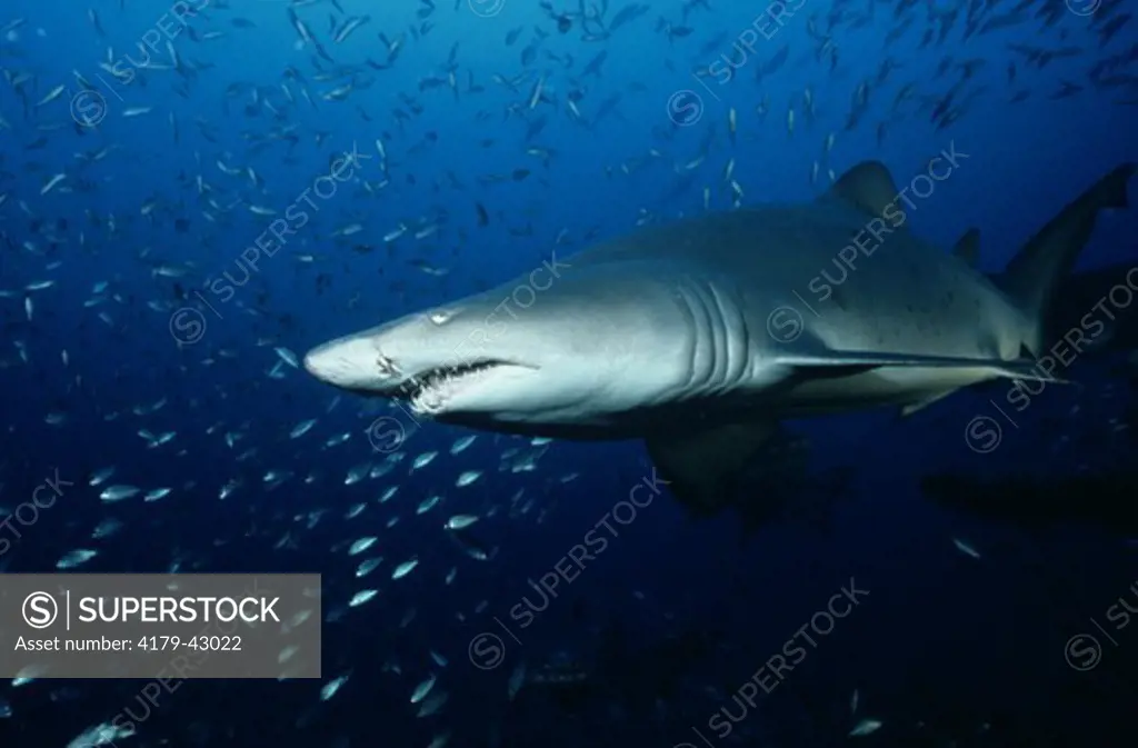 Sand Tiger Shark Swims Near WWII Shipwreck, Atlantic Coast, USA (Eugomphodus taurus)