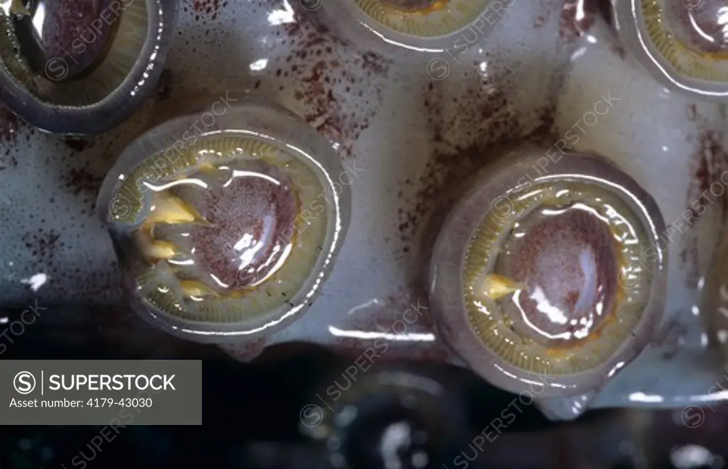 Sucker Cups on Squid Tenacles are ringed sharp teeth (Dosidicus gigas) Jumbo aka Humboldt squid