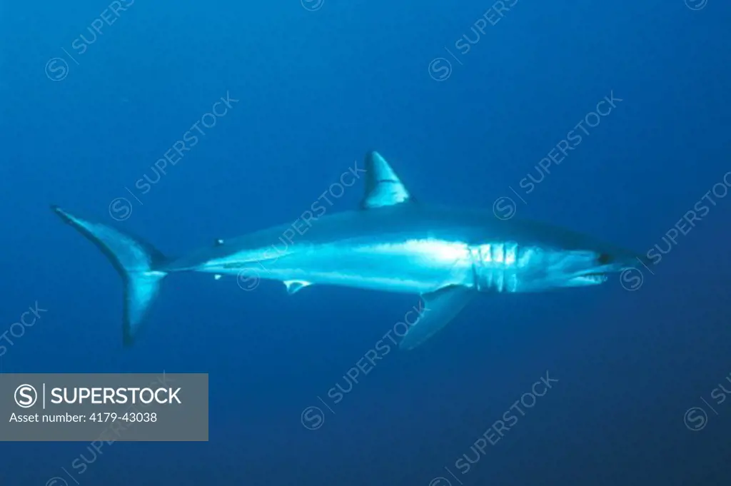 Mako Shark - fastest shark (Isurus oxyrhinus) Pacific Ocean California