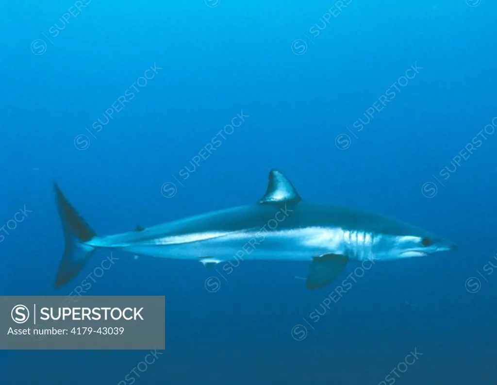 Mako Shark - swimming wild (Isurus oxyrhinus) Pacific Ocean California