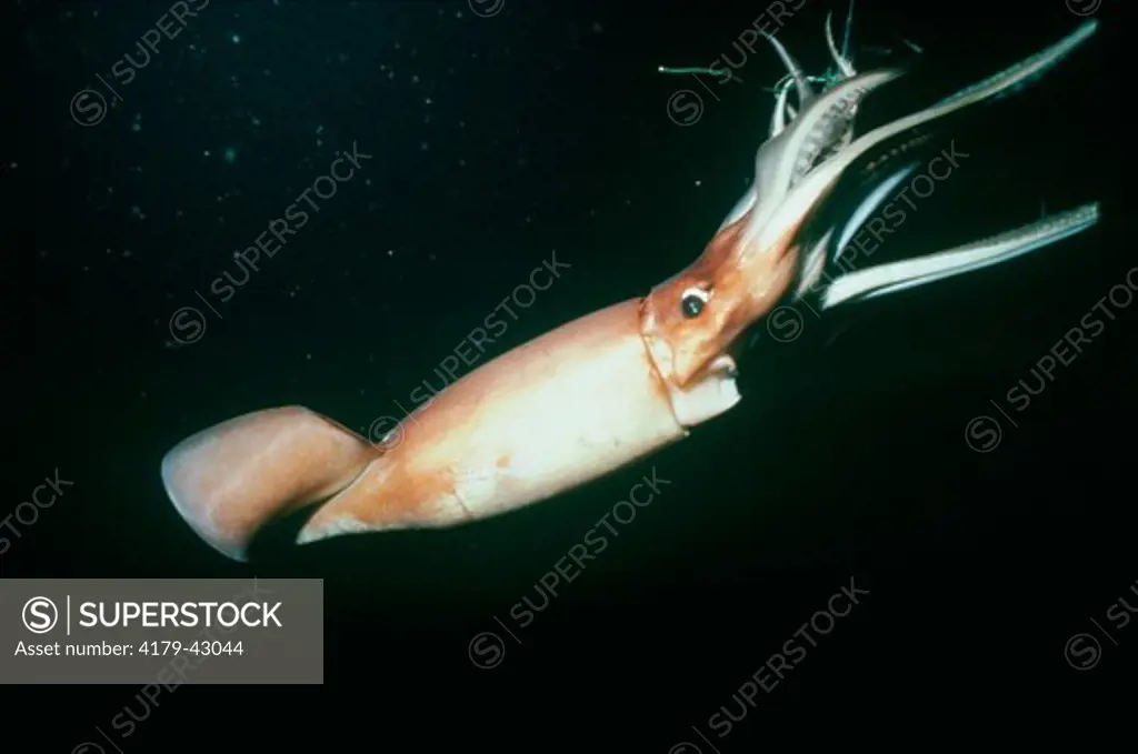 Giant Squid (Dosidicus gigas) swim in Ocean at Night, Sea of Cortez, Mexico
