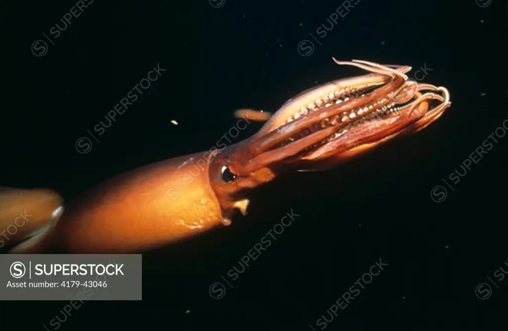 Giant Squid (Dosidicus gigas) can flash from blood red to white in a moment, Mexico