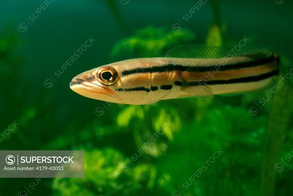 Giant Or Red Snakehead (Channa Micropeltes), S.E. Asia