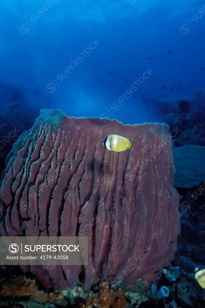 An Indo-Pacific Barrel Sponge (Xestospongia testudinaria) broadcast spawning  releasing its sperm into the ocean currents for dispersal  Nusa Penida Indonesia.