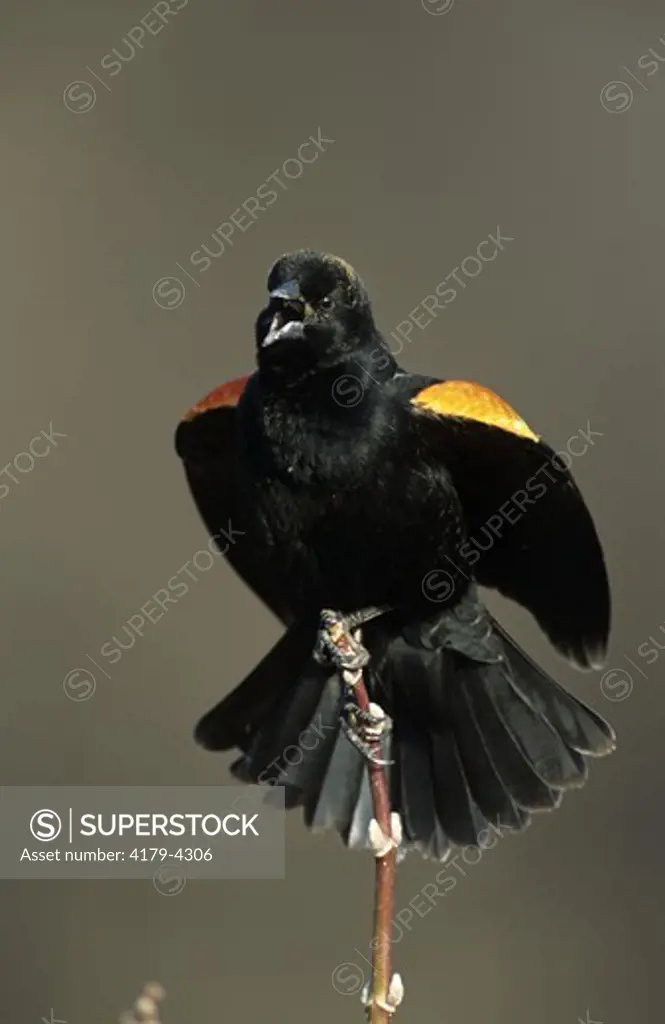 Red-winged Blackbird, male singing ((Agelaius phoeniceus), MN, Wood Lake, Hennepin Co., Minnesota