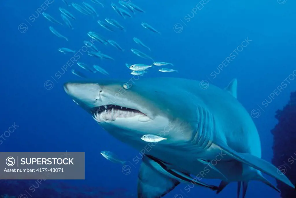 A Sand Tiger Shark (AKA - Grey Nurse Shark) (Carcharias taurus) and Sharksucker or Remora (Echeneis naucrates)  NSW Australia.