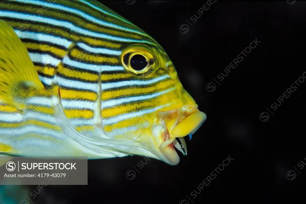 A Ribbon Sweetlips (Plectorhinchus polytaenia) with a Bluestreak Cleaner Wrasse (Labroides dimidiatus) in its mouth  Bali Indonesia.