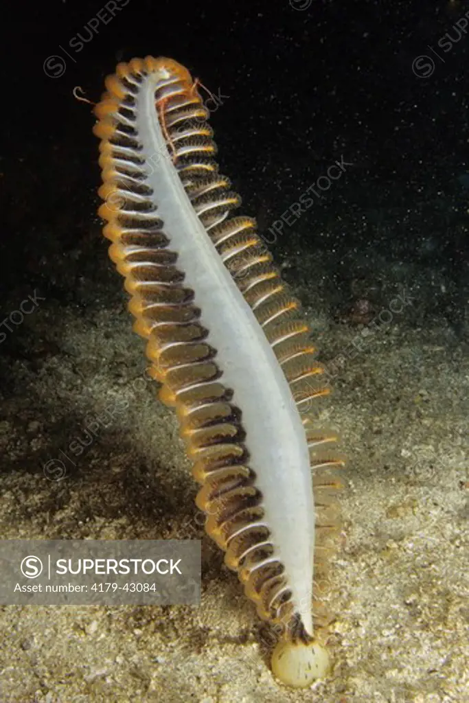 A Sea Pen (Pteroeides sp.) Komodo Indonesia.