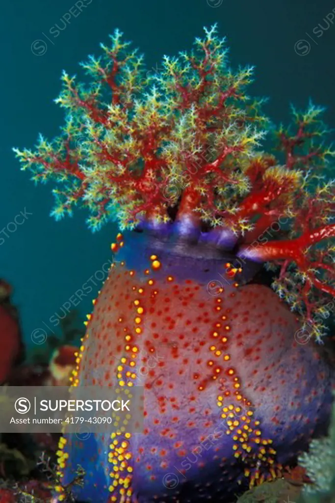 A Sea Cucumber (Pseudocolochirus sp.) Komodo Indonesia.