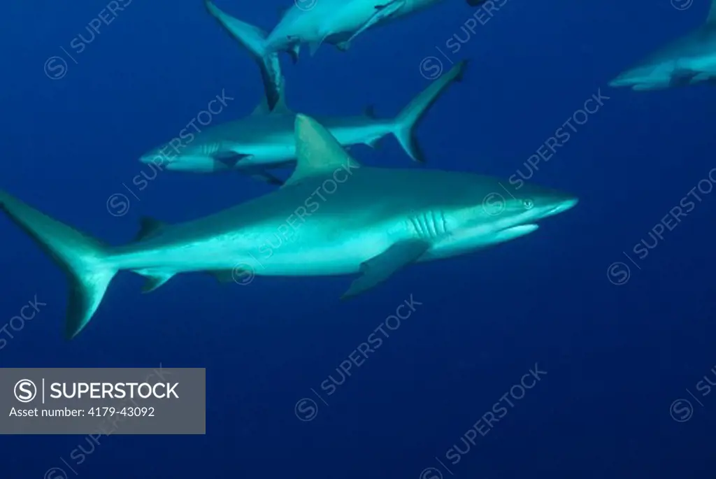 Grey Reef Shark (Carcharhinus amblyrhynchos) QLD,  Australia