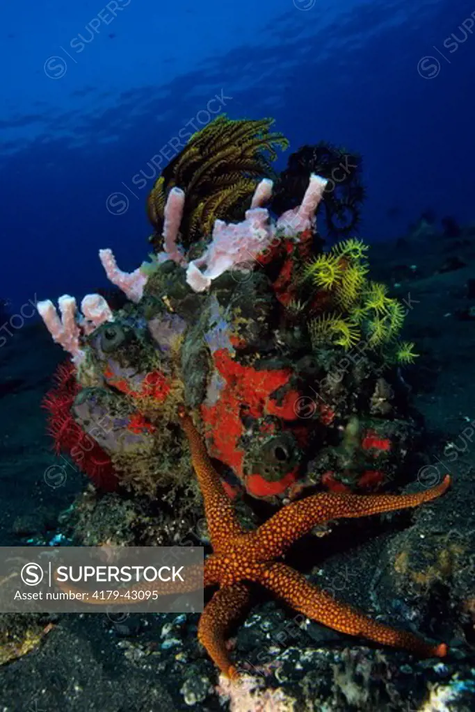 Reef Scene and New Caledonian Sea Star (Nardoa novaecaledoniae) crawling past a Rock covered with Sponges and Crinoids, Bali, Indonesia