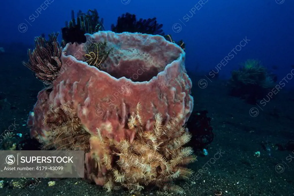 Indo-Pacific Barrel Sponge (Xestospongia testudinaria) with Feather star (Class Crinoidea) clinging on it, Bali, Indonesia