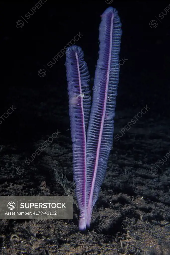 Sea Pen (Virgularia sp.) Bali, Indonesia