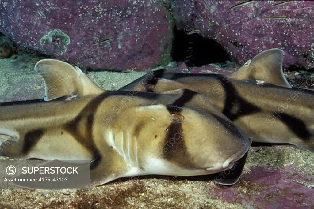 Port Jackson Shark (Heterodontus portusjacksoni) congregating during Mating Season, NSW, Australia
