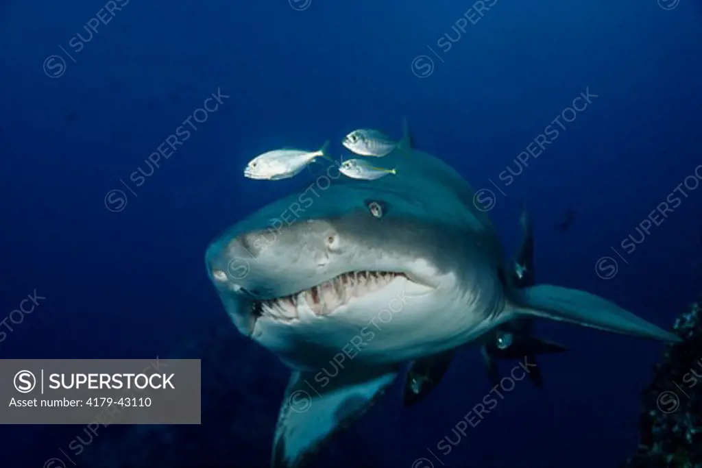 Sand Tiger Shark (Carcharias taurus) (AKA - Grey Nurse Shark) NSW Australia