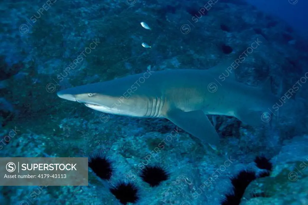 Sand Tiger Shark (Carcharias taurus) (AKA - Grey Nurse Shark) NSW Australia