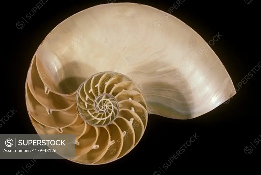 Chambered Nautilus Shell (Nautilus macromphalus), cross section