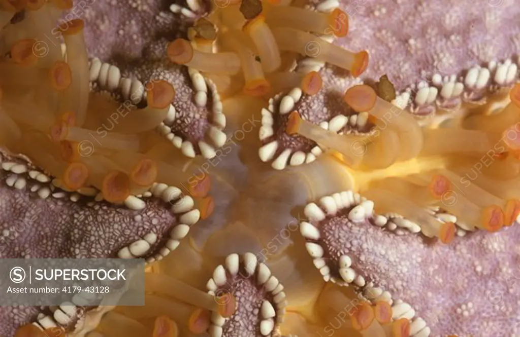 Detail of  Starfish Underside