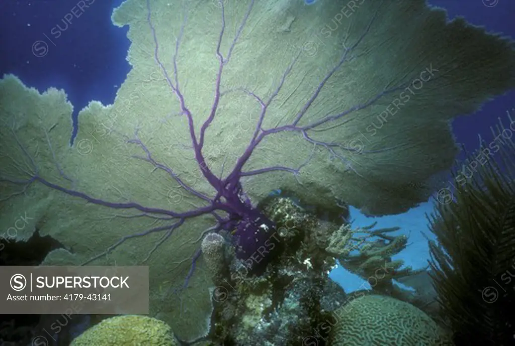 Common Sea Fan (Gorgonia ventalina) Carribean/Belize