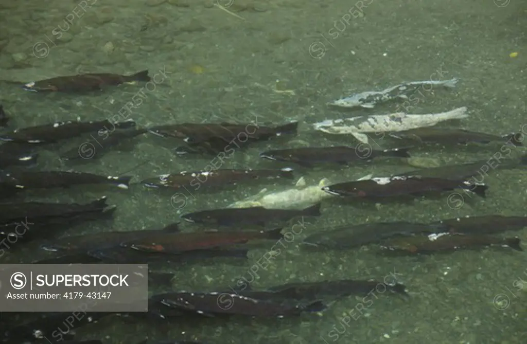 Salmon (mostly Coho, some Chum) return to Spawn, Big Quilcene River, WA