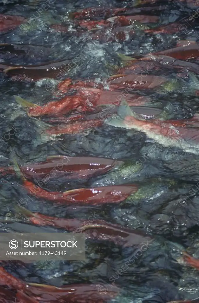 Sockeye Salmon spawning run (Oncorhynchus nerka) near Seward, AK range: Pacific NW