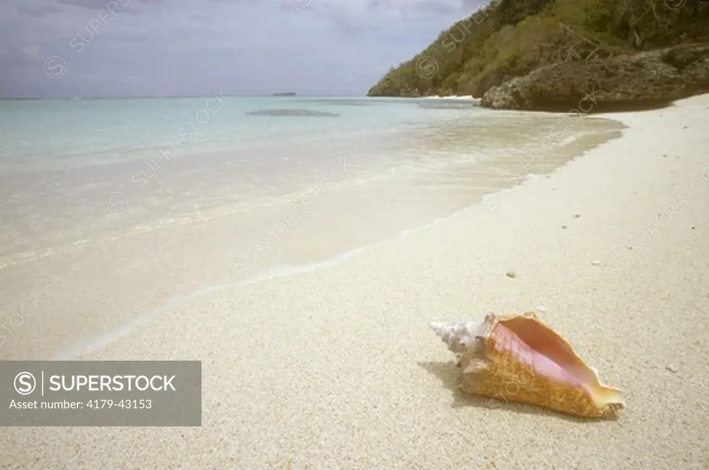 Conch Shell beside turquoise Waters, Mona Island, Puerto Rico
