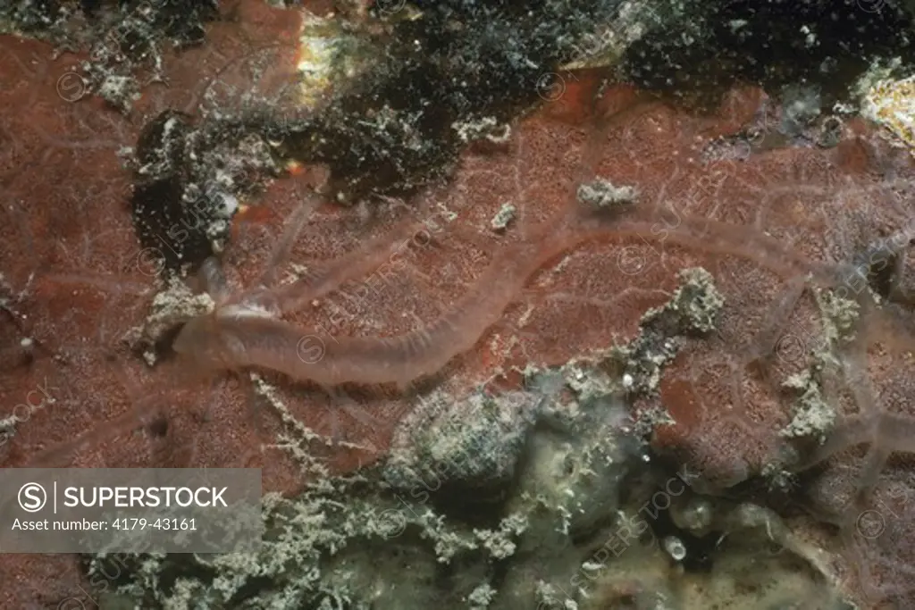 Sponge (Demospongia) shows water channels, Marshall Is.
