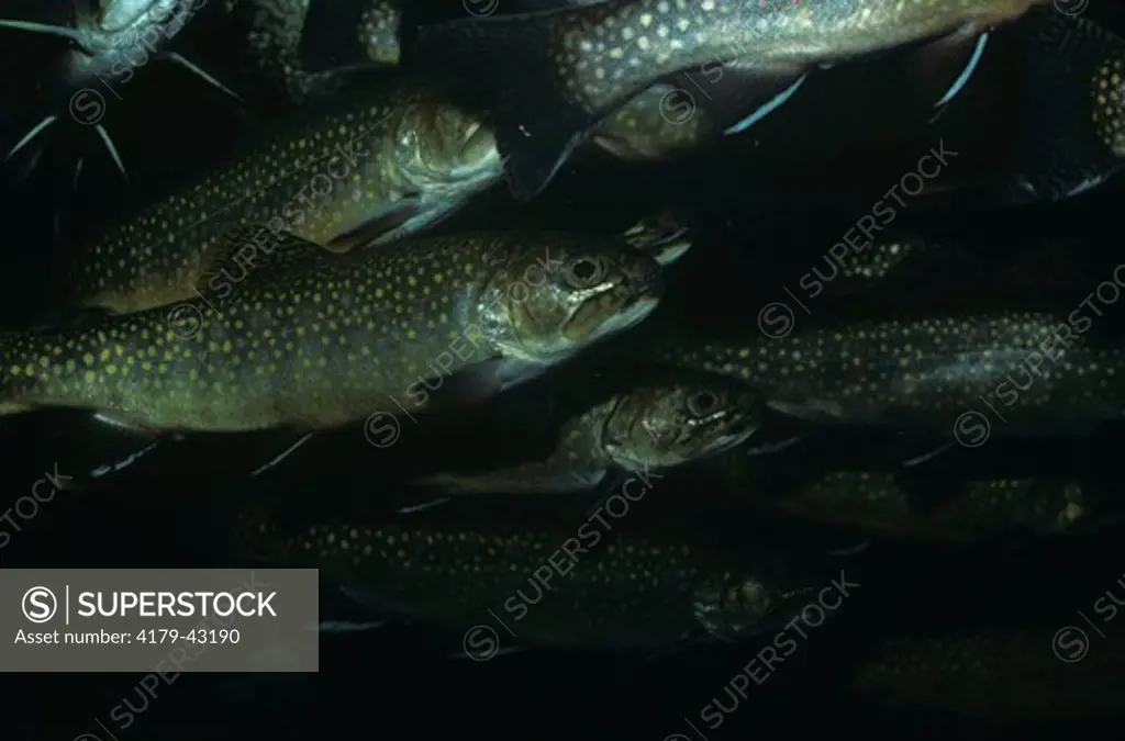 Atlantic Salmon schooling the current (Salmo salar) New England Aquarium - MA