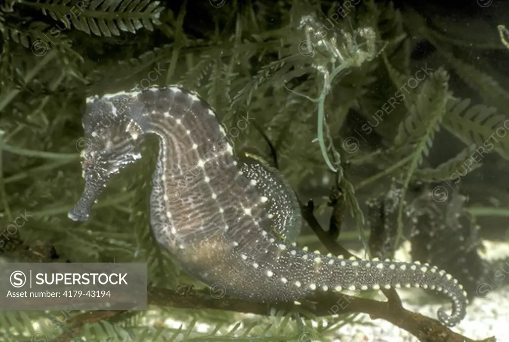 Male Atlantic Seahorse & newly born young just emerged (Hippocampus hudsonius)