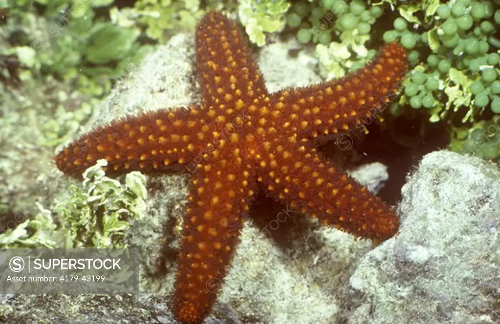 Common Florida Starfish (Echinaster sentus)