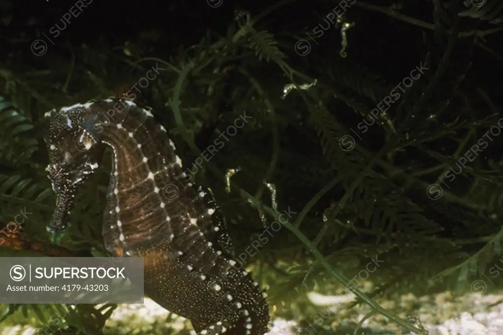 Male Atlantic Seahorse & newly Born Young just emerged from his pouch (Hippocampus hudsonianus)