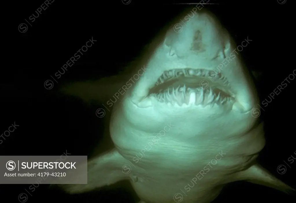 Sand Tiger Shark (Odontaspis taurus)