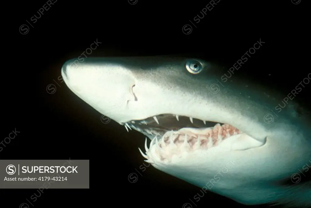 Sand Tiger Shark (Odontaspis taurus) Atlantic Ocean