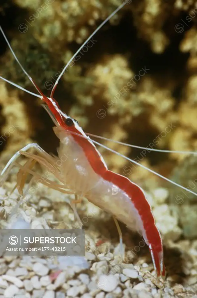 Cleaner Shrimp (Hippolysmata grabhami)
