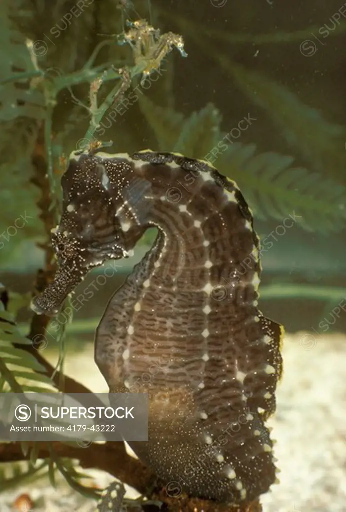 Male Atlantic Sea Horse(Hippocampus hudsonius) & newly born young that have just emerged from his pouch