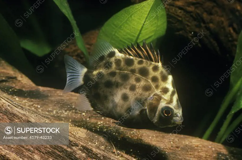 Spotted Scat (Scatophagus argus) Brackish Waters of Tropical Indo-Pacific