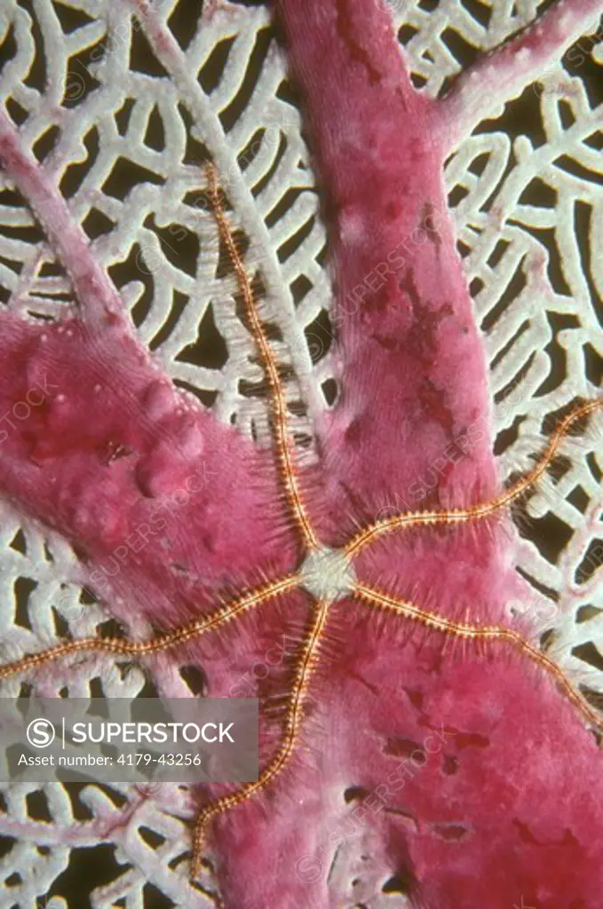 Brittle Starfish on Sea Fan (Ophiothrix suensonii & Gorgonia ventalina), Bahamas