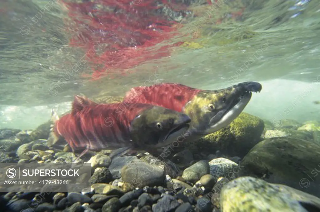 Red Salmon (Oncorhynchus nerka) Males & Females Spawning/AK